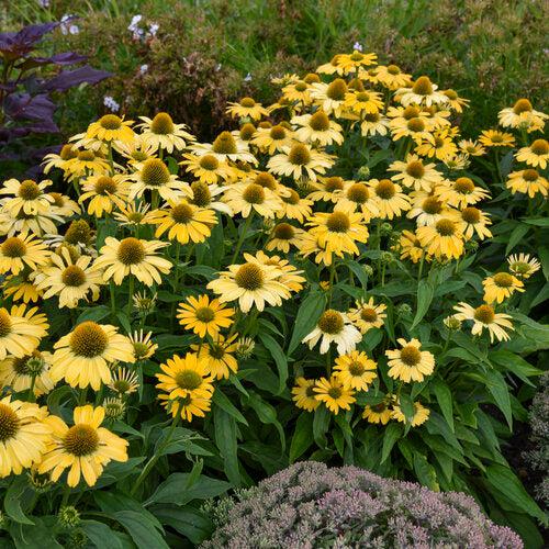 Echinacea 'Yellow My Darling'  - Color Coded® Yellow My Darling Echinacea