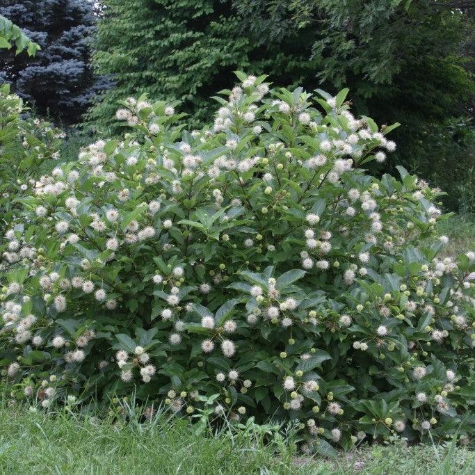 Cephalanthus occidentalis 'Kolmoon'  - Magical® Moonlight Buttonbush