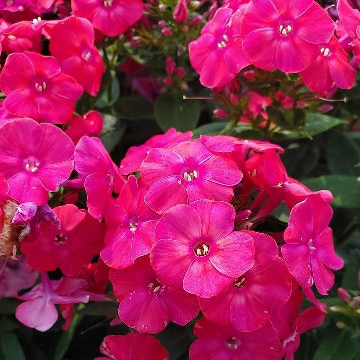 Phlox paniculata 'Volcano Lipstick'  - Volcano® Lipstick Phlox