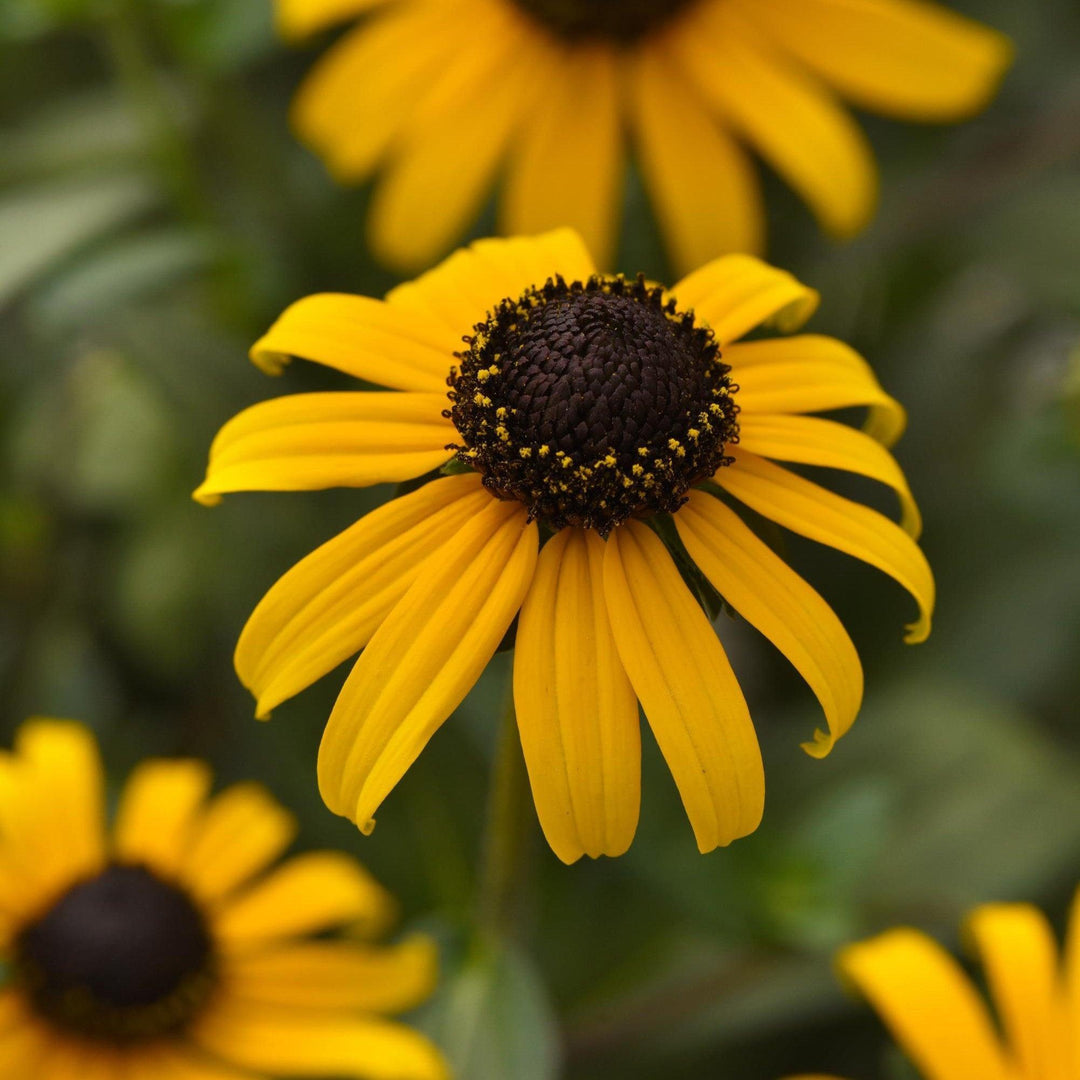 Rudbeckia fulgida var. sullivantii 'Gold Blitz'  - Gold Blitz Black-Eyed Susan