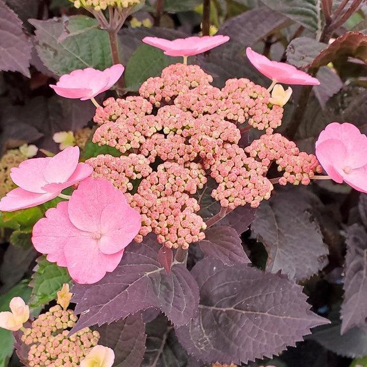 Hydrangea serrata 'JPD01'  - Pink Dynamo™ Hydrangea