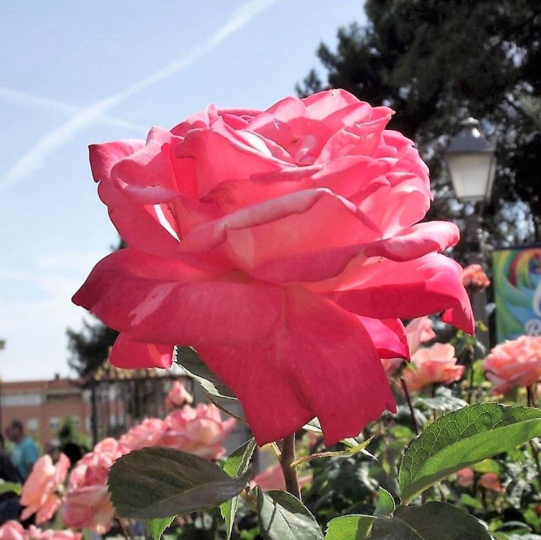 Rosa 'Johnago'  - Chicago Peace® Rose