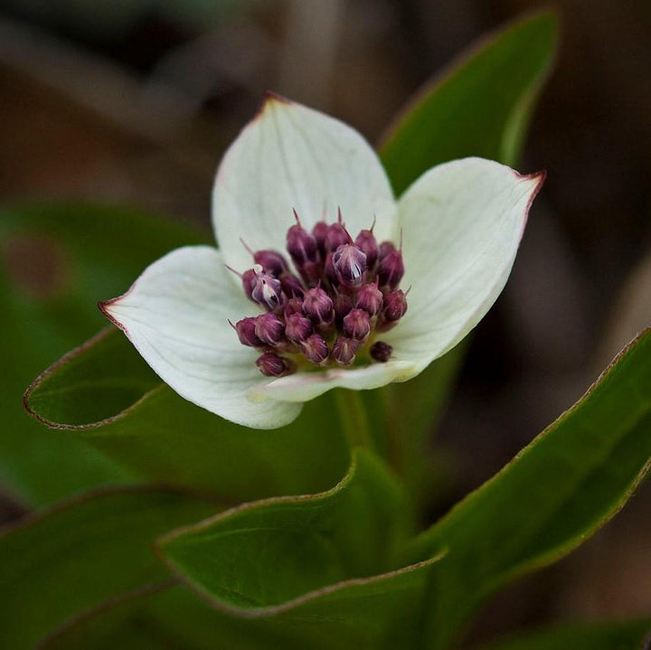 Cornus canadensis  - Creeping Dogwood