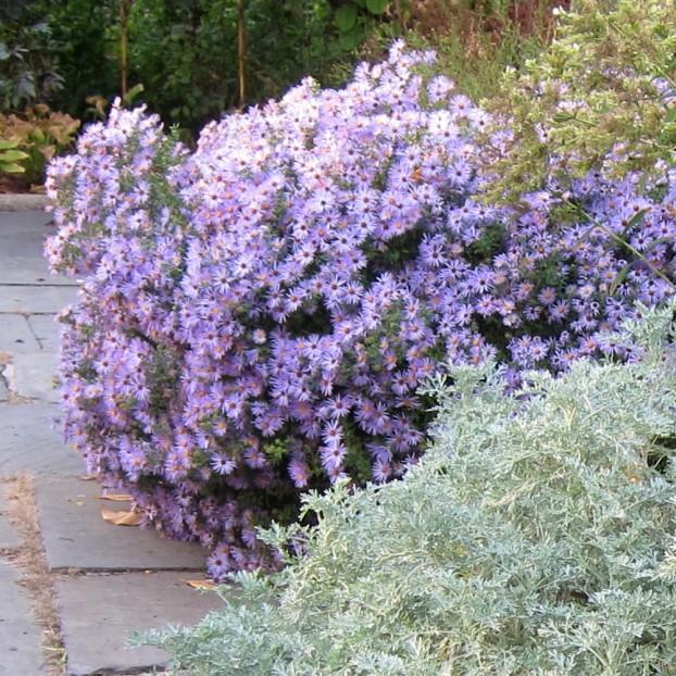 Aster oblongifolius 'Raydon's Favorite'  - Raydon's Favorite Aromatic Aster