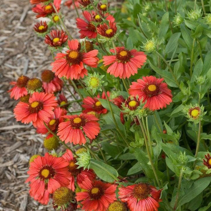 Gaillardia aristata 'Burgundy'  - Burgundy Blanket Flower