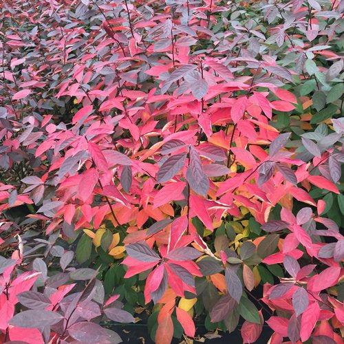 Itea virginica 'SMNIVDFC' USPP 30,233  - Scentlandia® Sweetspire