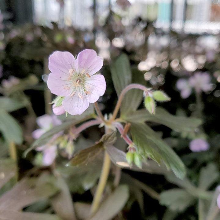 Geranium maculatum 'Espresso'  - Espresso Wild Cranesbill