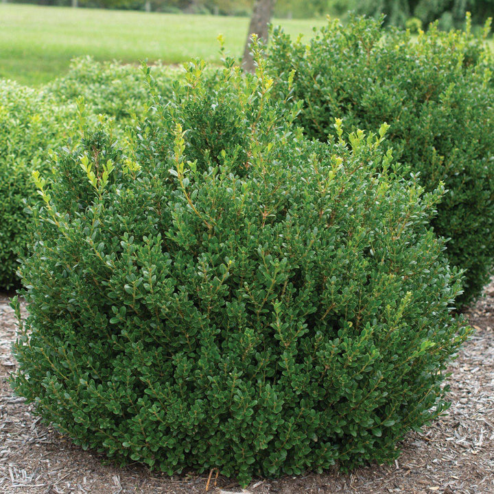 Buxus microphylla 'Little Missy' PP 24,703'  - Little Missy Boxwood