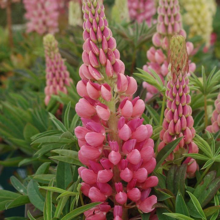 Lupinus 'Gallery Pink'   - Gallery Pink Lupine