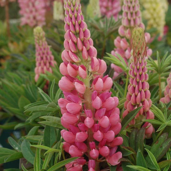 Lupinus 'Gallery Pink'   - Gallery Pink Lupine