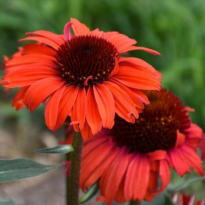 Echinacea purpurea 'Tanager'  - Eye-catcher™ Tanager Echinacea