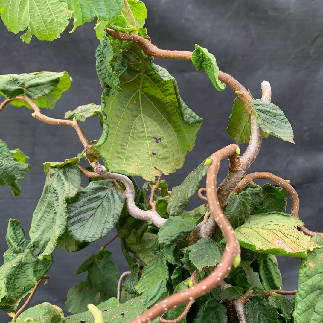 Corylus avellana 'Contorta'  - Contorted Filbert, Harry Lauder’s Walking Stick