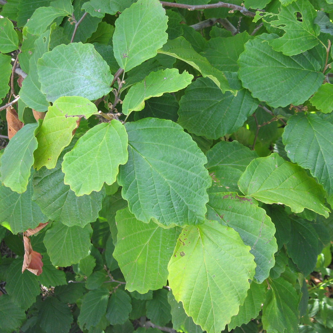 Hamamelis virginiana 'Harvest Moon'  - Harvest Moon Witch Hazel