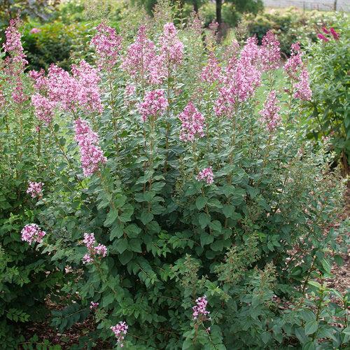 Syringa x 'SMNSPH' USPP 35,93  - Bloomerang® Ballet™ Lilac