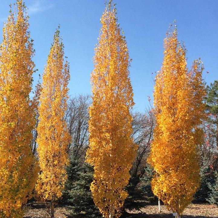 Betula platyphylla 'Jefpark'  - First Editions® Parkland Pillar® Birch