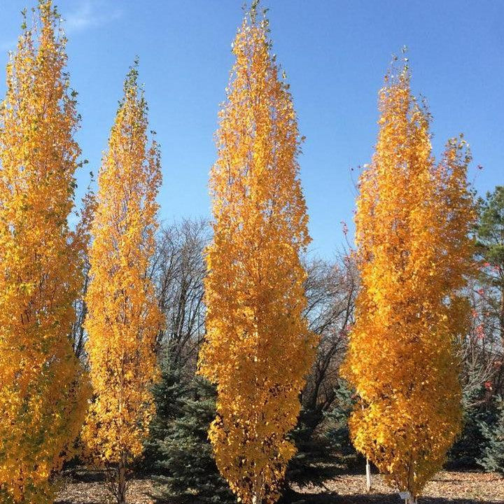 Betula platyphylla 'Jefpark'  - First Editions® Parkland Pillar® Birch