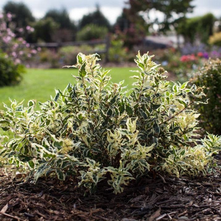 Diervilla sessilifolia 'LPDC Podaras'  - Cool Splash® Honeysuckle