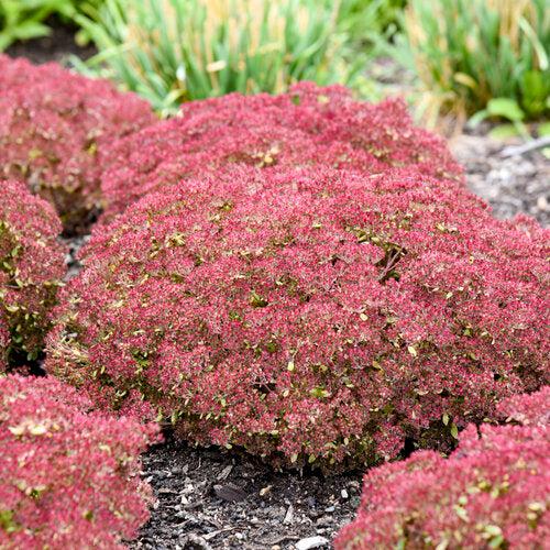 Sedum 'Pride And Joy'  - Rock 'N Grow® Pride And Joy Stonecrop