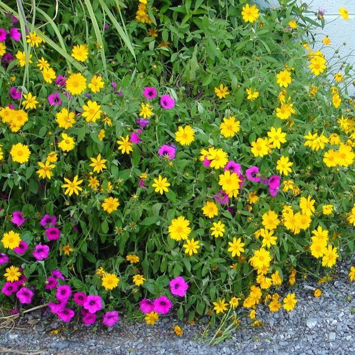 Coreopsis pubescens 'Sunshine Superman'  - Sunshine Superman Star Tickseed