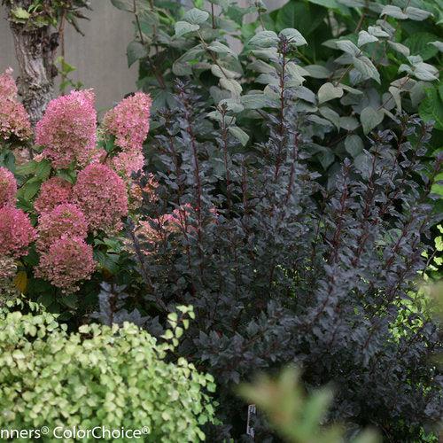 Physocarpus opulifolius 'SMNPOTW'  - Tiny Wine® Ninebark