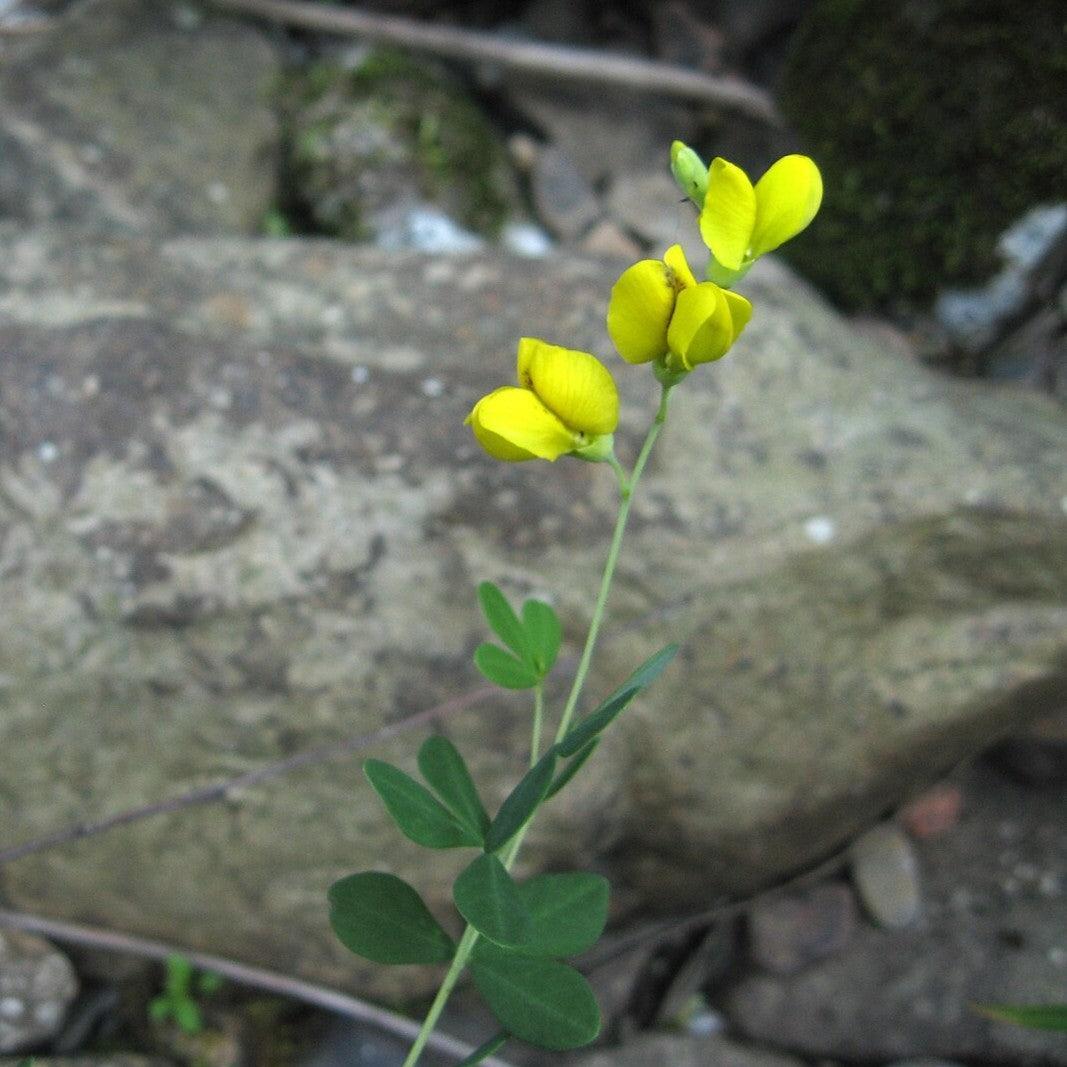 Baptisia tinctoria  - Wild Indigo