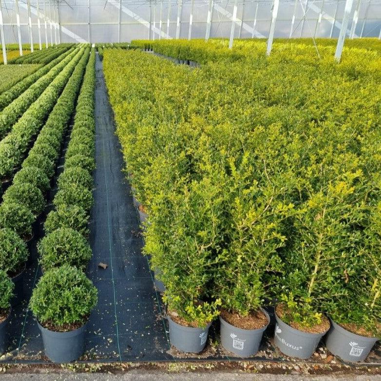 Buxus 'HER2009B03’ PP32275  - BetterBoxwood® Skylight™ Boxwood