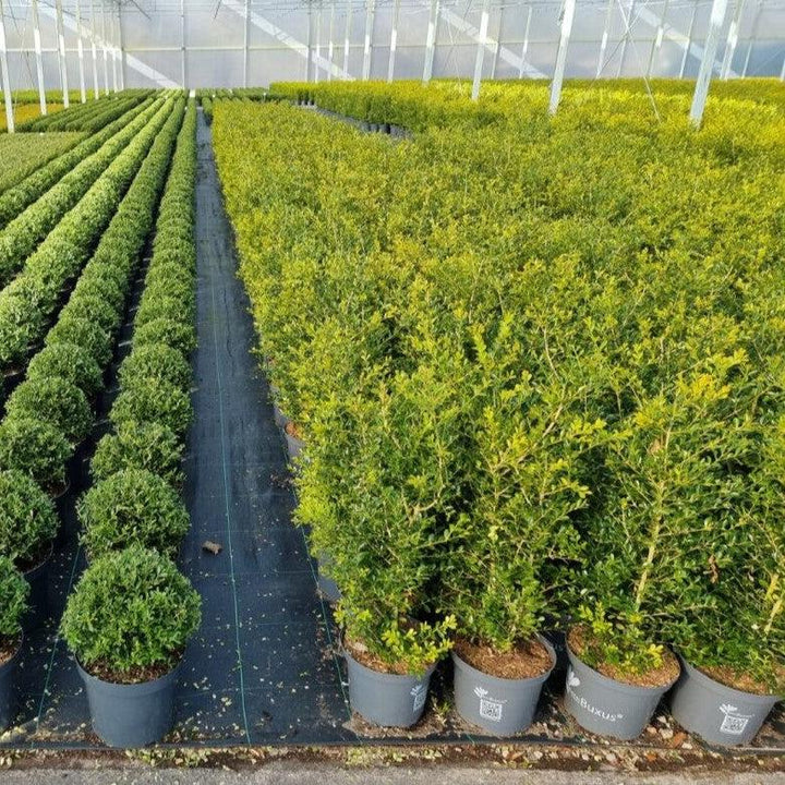 Buxus 'HER2009B03’ PP32275  - BetterBoxwood® Skylight™ Boxwood