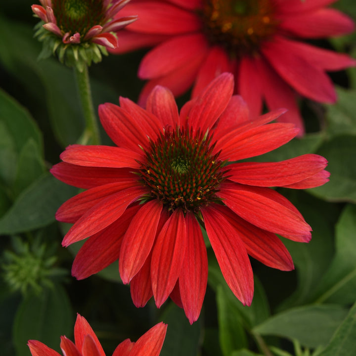 Echinacea 'Balsomtresgo'  - Sombrero® Tres Amigos Coneflower