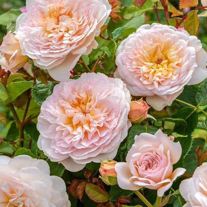 Rosa 'Ausearnshaw'  - Emily Bronte Rose