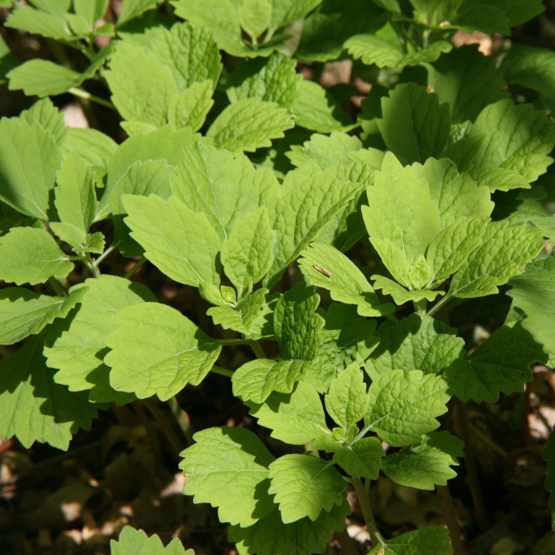 Pachysandra procumbens  - Allegheny Spurge