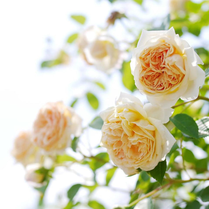 Rosa 'Ausbaker'  - Teasing Georgia® Rose