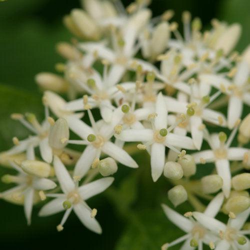 Cornus sanguinea 'Cato'  - Arctic Sun® Dogwood