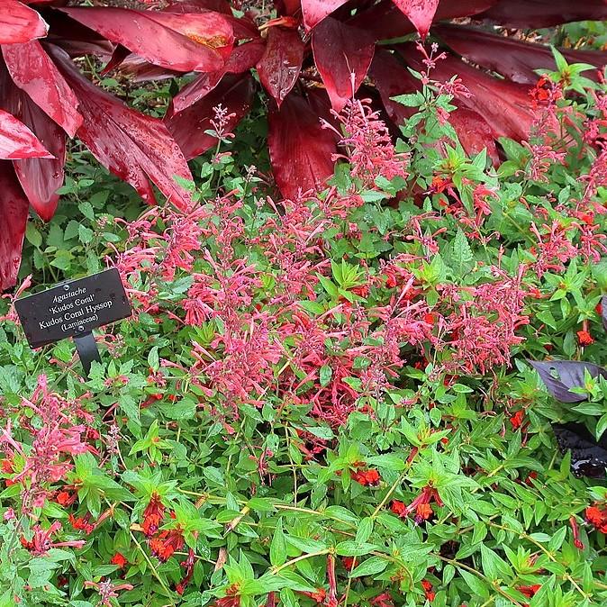 Agastache ‘Kudos Coral’  - Kudos™ Coral Hummingbird Mint, Hyssop