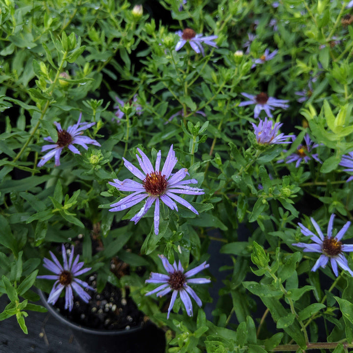 Aster oblongifolius 'Raydon's Favorite'  - Raydon's Favorite Aromatic Aster