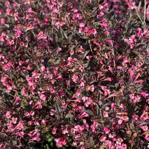 Weigela florida 'SMNWFDFPD'  - Very Fine Wine® Weigela