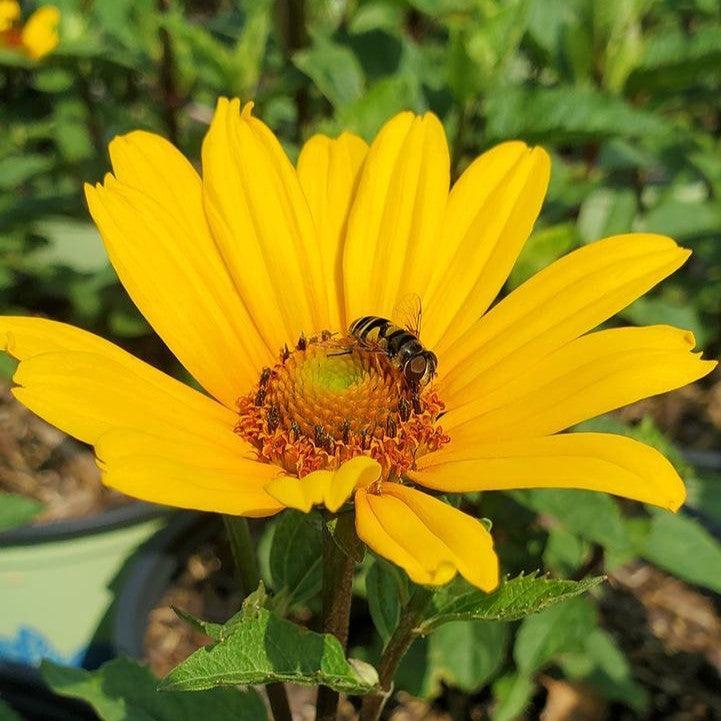 Heliopsis helianthoides 'Punto Rosso'  - Punto Rosso False Sunflower