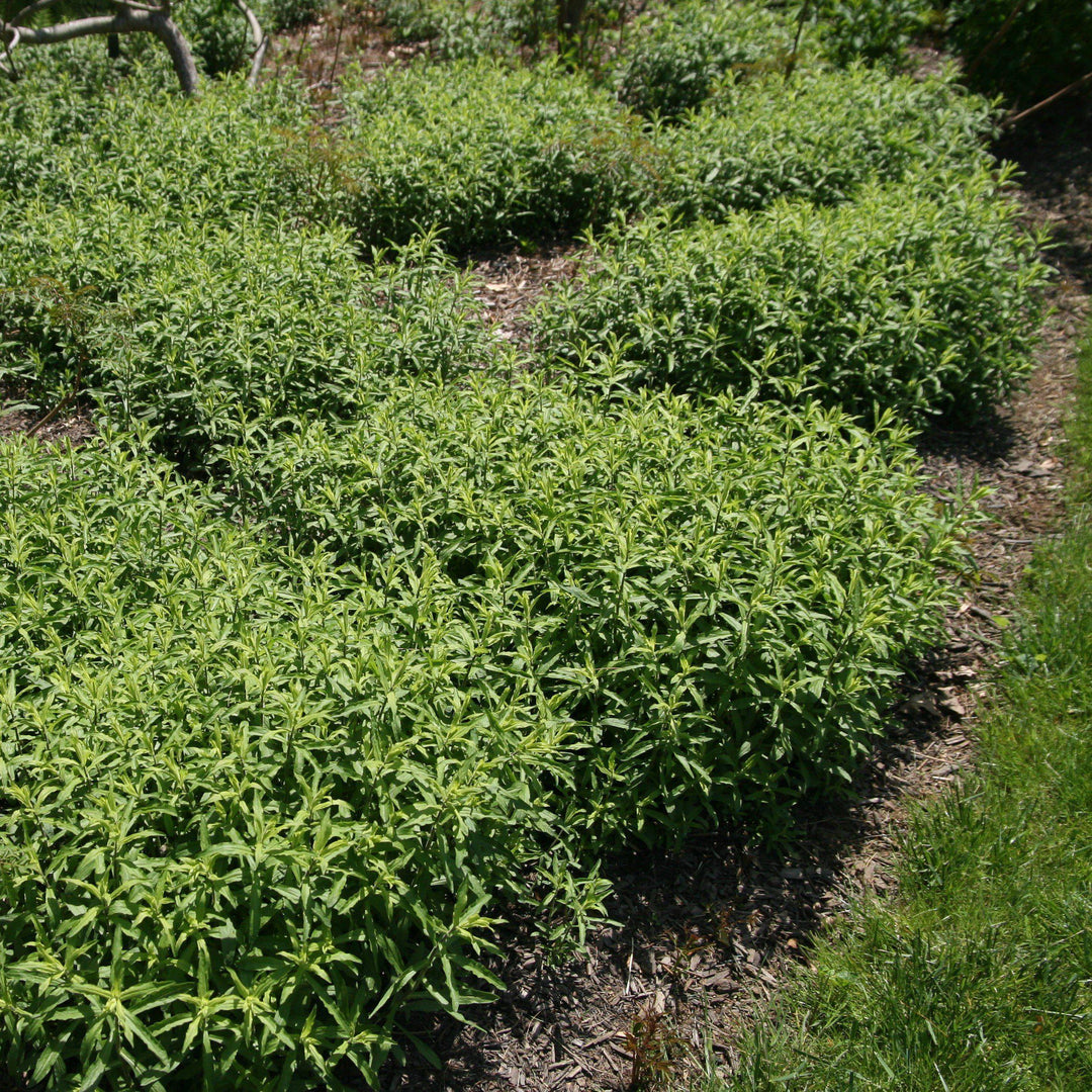 Aster oblongifolius 'Raydon's Favorite'  - Raydon's Favorite Aromatic Aster