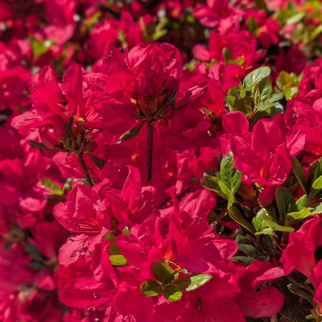 Azalea kaempferi 'Johanna'  - Johanna Azalea
