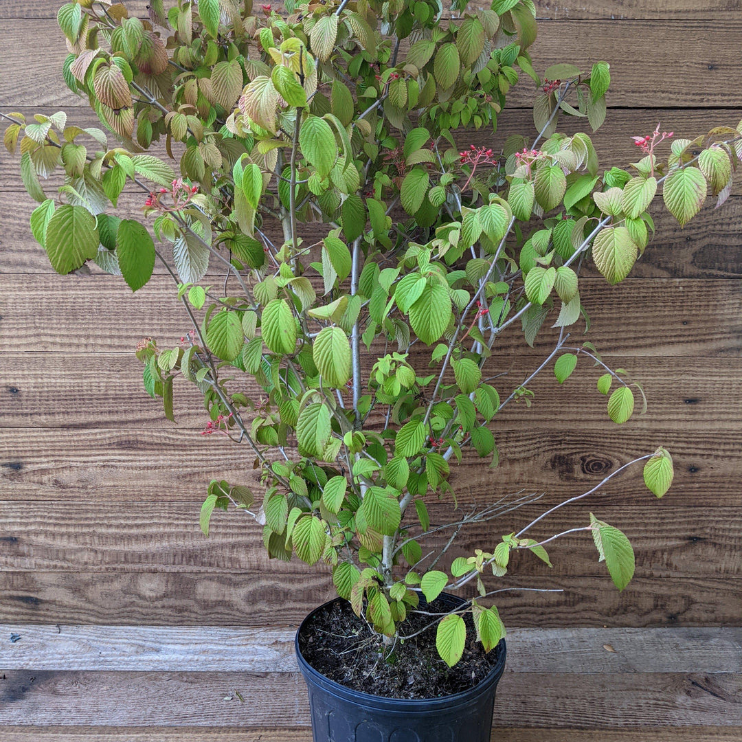 Viburnum plicatum 'Shasta'  - Shasta Viburnum, Doublefile Viburnum