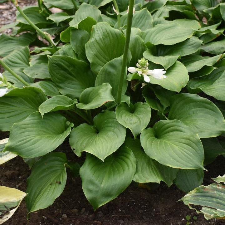 Hosta x 'Royal Crest'  - Royal Crest Hosta
