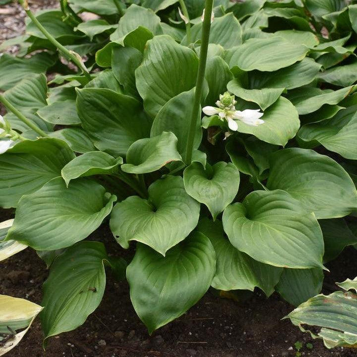 Hosta x 'Royal Crest'  - Royal Crest Hosta