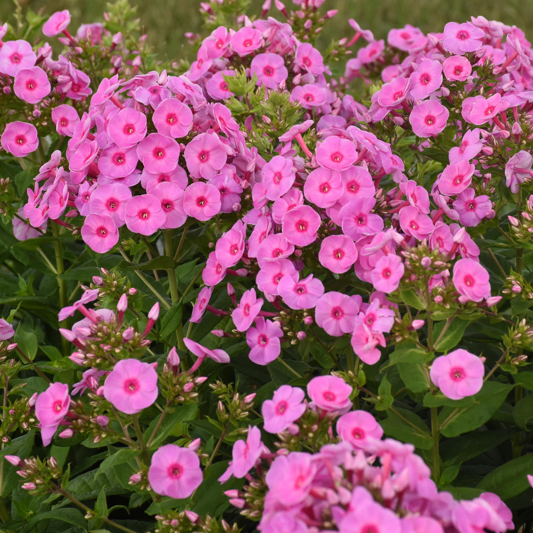 Phlox paniculata 'Luminary Prismatic Pink'  - Luminary® Prismatic Pink Phlox