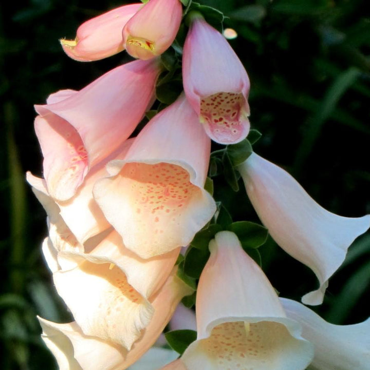 Digitalis purpurea 'Dalmatian Peach'  - Dalmatian Peach Foxglove