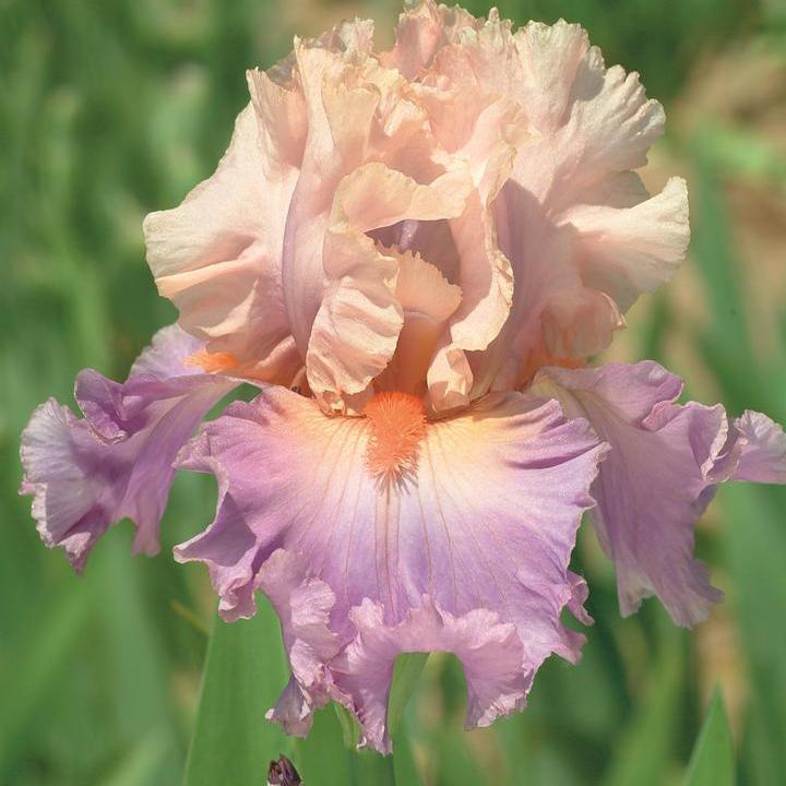 Iris germanica 'Discovered Treasure'  - Discovered Treasure Bearded Iris