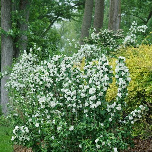 Philadelphus coronarius 'SMNPSDW'  - Illuminati Spice® Mockorange