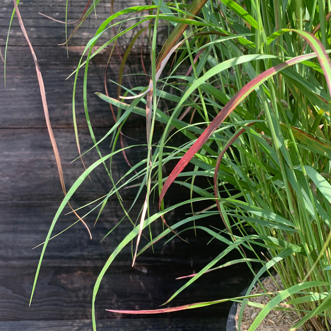 Panicum virgatum 'Shenandoah'  - Shenandoah Switch Grass