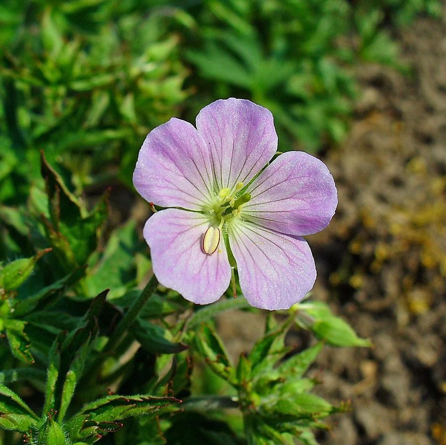 Geranium maculatum  - Wild Cranesbill