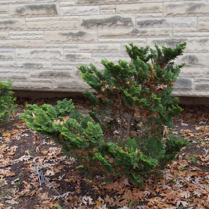 Chamaecyparis obtusa 'Gracilis'  - Slender Hinoki False Cypress