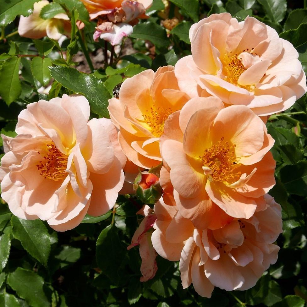 Rosa x 'NOA97400A'  - Flower Carpet® Amber Rose