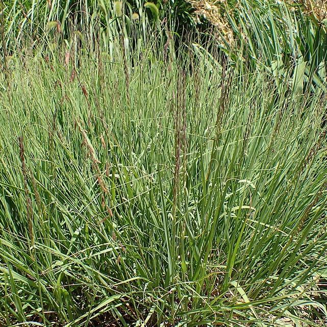 Bouteloua curtipendula  - Sideoats Grama